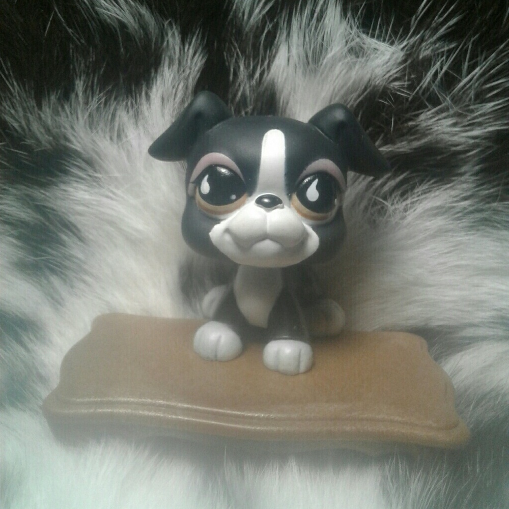 Littlest Pet Shop Boston Terrier  Black #826